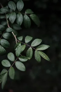 wet leaves dark background