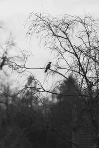 Great spotted woodpecker photographed from the kitchen window. Reminder to myself – I need/want a proper telephoto lens!